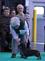 Crufts_dachshunds 1062